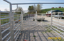 Complete Cattle Working System